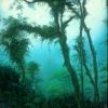 SALTOS_ MILTON